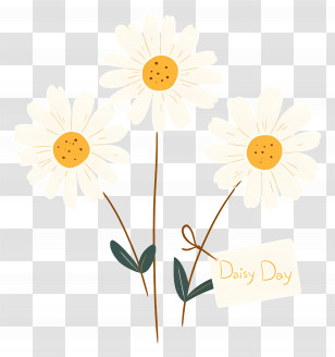 Daisy Day - Daisy Flowers Illustration For Daisy Day Transparent PNG