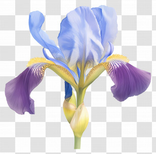 Iris Flower - Purple And Yellow Iris Flower Transparent PNG