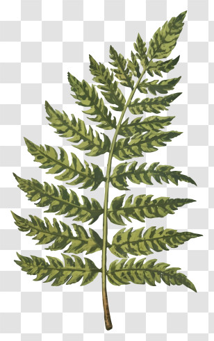 Fern Leaf Drawing - Bright Green Fern Leaf Illustration Transparent PNG