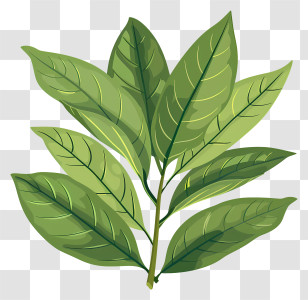 Cherry Laurel Leaf - Green Leaves Botanical Illustration Transparent PNG