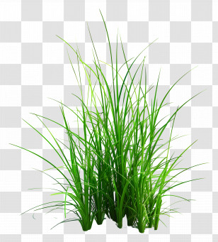 Grass Plant - Green Grass Illustration Transparent PNG