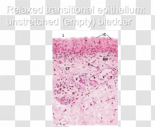 Study Skills Test Flashcard Vertebrate Game - Quiz - Stratified Columnar Epithelium Transparent PNG