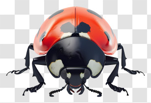 Ladybug - Red Spotted Ladybug Insect Transparent PNG