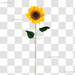Common Sunflower Face Furniture Material Color - Daisy Family - Helianthus Transparent PNG