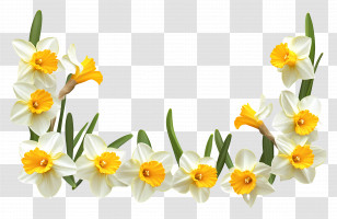 Daffodil Border - Spring Daffodils In Bloom Transparent PNG