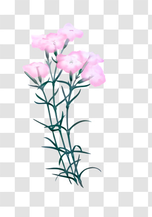 Flower - Delicate Pink Flower Stem Illustration Transparent PNG