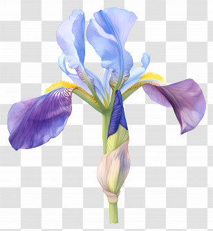 Iris Flower - Blue Iris Flower Illustration Transparent PNG