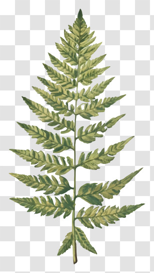 Fern Leaf - Green Fern Leaf Illustration Transparent PNG
