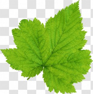 Leaf Photography - Stock Transparent PNG