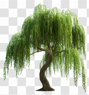 3d Tree - Lush Weeping Willow Tree Scenery Transparent PNG