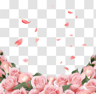Pink Roses - Beautiful Pink Roses With Petals Transparent PNG