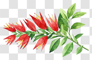 Painting - Watercolor Red Flowering Branch With Leaves Transparent PNG