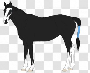 Mustang Foal Stallion Mare Colt - Horse Supplies Transparent PNG