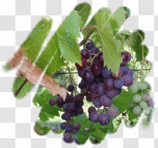 Grape Zante Currant Huckleberry Blueberry Bilberry - Grapevine Family Transparent PNG