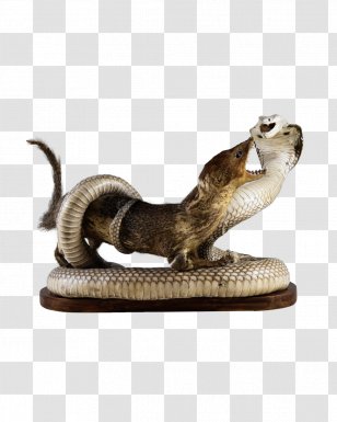 Mongoose Snake Reptile Indian Cobra - Hair Transparent PNG