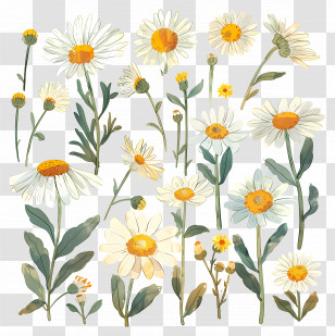 Daises - Hand-Drawn Daisy Flower Collection Transparent PNG