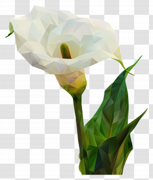 Digital Art - Elegant White Calla Lily Flower Transparent PNG