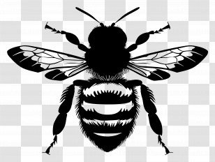 Bee Silhouette - Detailed Black Silhouette Of A Bee Transparent PNG