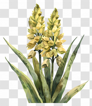 Yucca - Aloe Vera Plant With Vibrant Flowers Transparent PNG