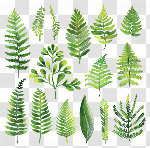 Fern Leaf - Collection Of Fern Leaves In Watercolor Style Transparent PNG