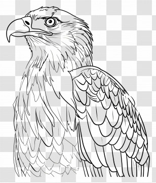Bald Eagle - Black And White Eagle Illustration Transparent PNG
