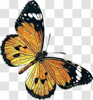 Watercolor Butterfly Background - Apollo - Pieridae Viceroy Transparent PNG