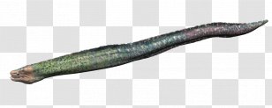 Worm Fish Transparent PNG