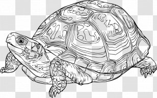 Box Turtles Reptile Tortoise Clip Art - Line - Turtle Transparent PNG