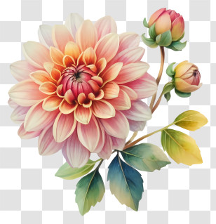 Pink Dahl Flower - Pink Dahlia Flower Illustration With Leaves Transparent PNG