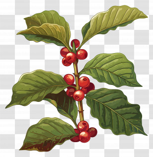 Coffee Plant - Coffee Plant Branch With Red Berries Transparent PNG