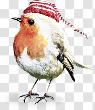 Birds European Robin Parrots Songbirds American Robin Transparent PNG