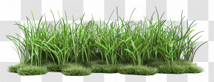 Grass Long - Lush Green Grass Texture Design Transparent PNG