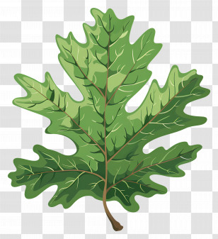Oak Leaf - Green Oak Leaf Illustration Transparent PNG