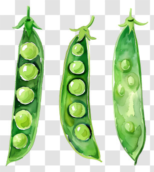 Peas - Watercolor Illustration Of Pea Pods Transparent PNG