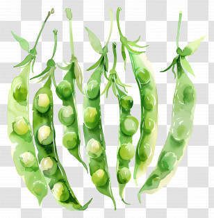 Peas - Watercolor Green Pea Pods Illustration Transparent PNG
