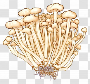 Enoki Mushroom - Detailed Illustration Of Enoki Mushrooms Cluster Transparent PNG