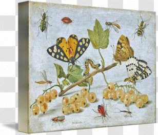 Butterfly Butterflies & Insects Still Life Common Furniture Beetle - And Moths Transparent PNG