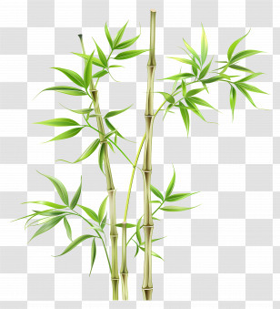 Bamboo Plant - Bamboo Stems With Fresh Green Leaves Transparent PNG