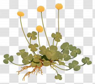 Medicinal Herbs - Yellow Clover Plant With Vibrant Flowers Transparent PNG
