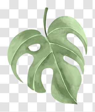 Green Leaf - Green Monstera Leaf Illustration Transparent PNG
