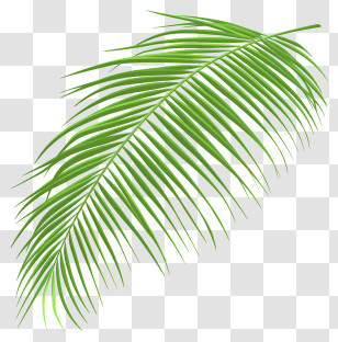Palm Leaf - Realistic Green Palm Leaf Design Transparent PNG