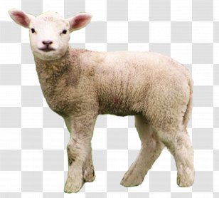 Merino Berrichon Du Cher Goat Livestock - Infant Transparent PNG