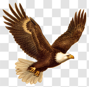 Eagle - Bald Eagle Flying Illustration Transparent PNG