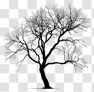 Tree - Silhouette Of A Bare Tree Transparent PNG