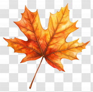 Maple Leaf - Autumn Leaf Illustration Transparent PNG