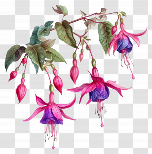 Flowering Fuchsia Plant - Flowering Fuchsia Plant Illustration Transparent PNG
