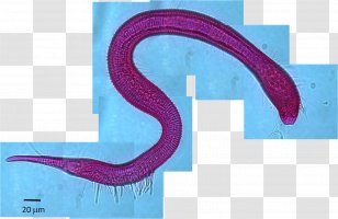 Ecosystem Meiobenthos Roundworms Ecology Deep Sea - Benthic Animals Transparent PNG