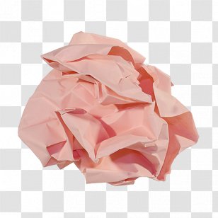 Garden Roses Light Pink A4 A3 - Petal Transparent PNG