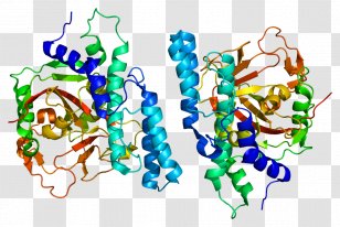 Poly (ADP-ribose) Polymerase PARP1 Protein PARP Inhibitor BRCA1 - Gene Transparent PNG