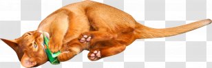 Abyssinian Kitten Tiger Clip Art - Snout - Lying Cat Transparent PNG